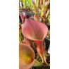 Plantes carnivores - Heliamphora ionasii 'hairy killer, clone 2, ms' X Heliamphora exappendiculata 'red''
