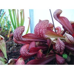 Sarracenia psittacina