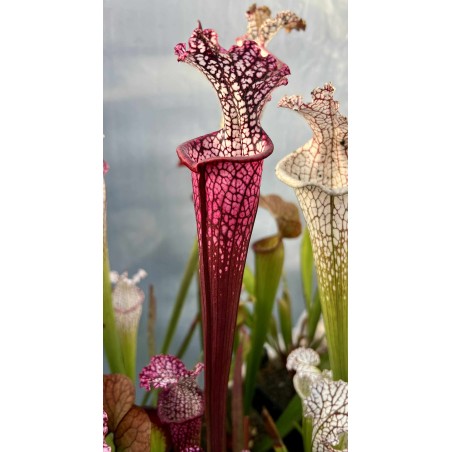 Plantes carnivores - Sarracenia leucophylla 'dionne'
