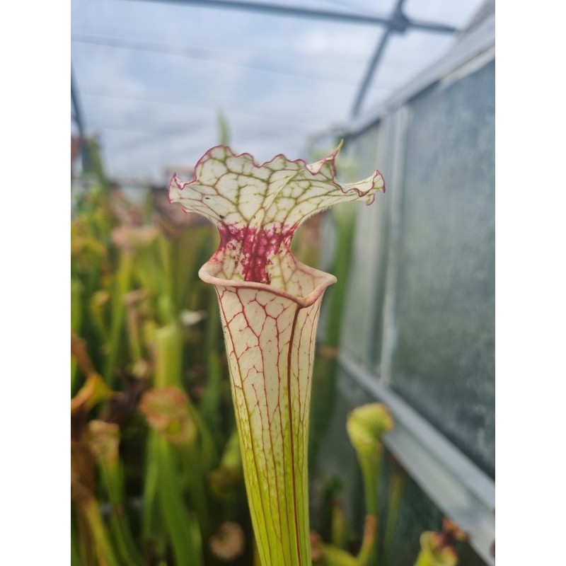 Plantes carnivores - Sarracenia 'Iamsatyricon'