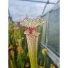 Plantes carnivores - Sarracenia 'Iamsatyricon'
