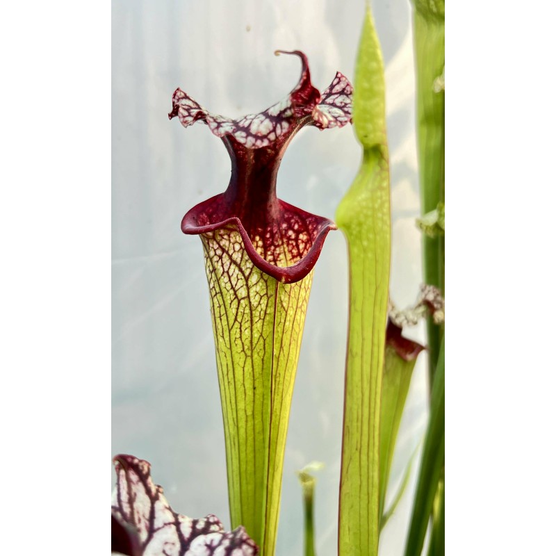 Plantes carnivores - Sarracenia x moorei – H225 MK, ‘Timothy King’