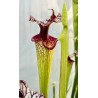 Plantes carnivores - Sarracenia x moorei – H225 MK, ‘Timothy King’