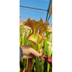 Plantes carnivores - Sarracenia X Donald duck (D.G)