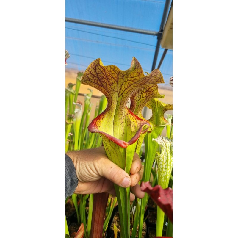 Plantes carnivores - Sarracenia X Donald duck (D.G)