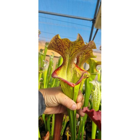 Plantes carnivores - Sarracenia X Donald duck (D.G)