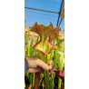 Plantes carnivores - Sarracenia X Donald duck (D.G)