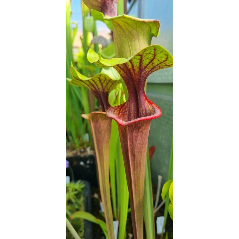 Plantes carnivores - Sarracenia 'Mansille'