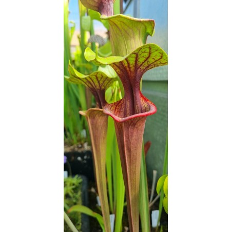 Plantes carnivores - Sarracenia 'Mansille'