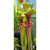 Plantes carnivores - Sarracenia 'Mansille'