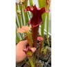 Plantes carnivores - Sarracenia 'reptilian rose'
