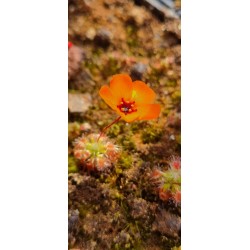 Plantes carnivores - Drosera sewelliae