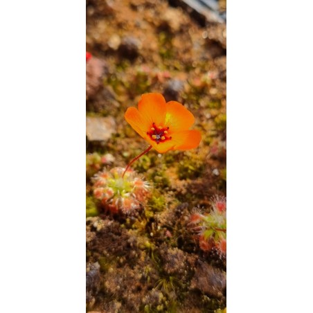 Plantes carnivores - Drosera sewelliae