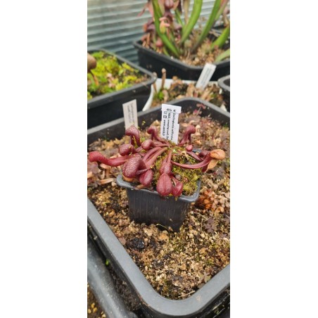 Plantes carnivores - Darlingtonia californica 'RED, weeping wall, Del Norte Co., CA'