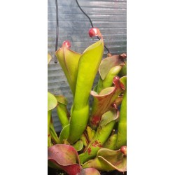 Plantes carnivores - Heliamphora 'cyclops'