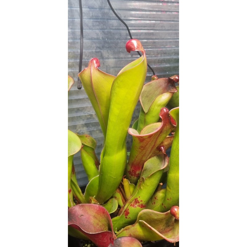 Plantes carnivores - Heliamphora 'cyclops'