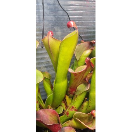 Plantes carnivores - Heliamphora 'cyclops'