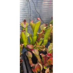 Plantes carnivores - Heliamphora 'cyclops'