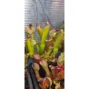 Plantes carnivores - Heliamphora 'cyclops'
