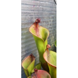 Plantes carnivores - Heliamphora 'cyclops'