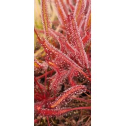 Plantes carnivores - Drosera capensis 'Gilfberg'