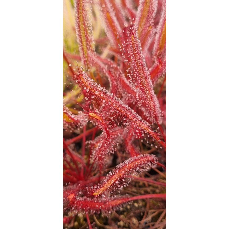Plantes carnivores - Drosera capensis 'Gilfberg'