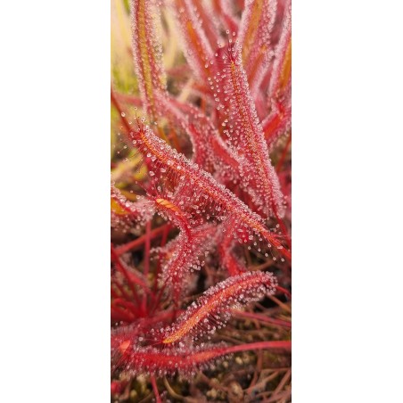 Plantes carnivores - Drosera capensis 'Gilfberg'