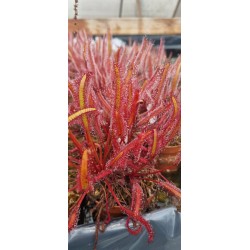 Plantes carnivores - Drosera capensis 'Gilfberg'