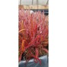 Plantes carnivores - Drosera capensis 'Gilfberg'