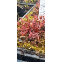 Plantes carnivores - Drosera intermedia 'Florida'