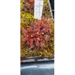 Plantes carnivores - Drosera intermedia 'Florida'