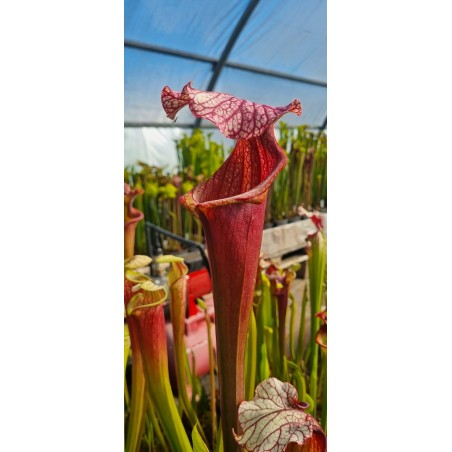 Plantes carnivores - Sarracenia 'Salami, SX022-SJ'
