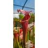 Plantes carnivores - Sarracenia 'Salami, SX022-SJ'