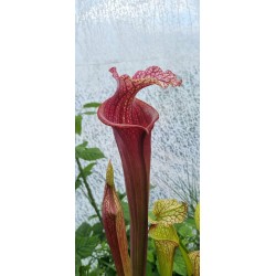 Plantes carnivores - Sarracenia 'Salami, SX022-SJ'