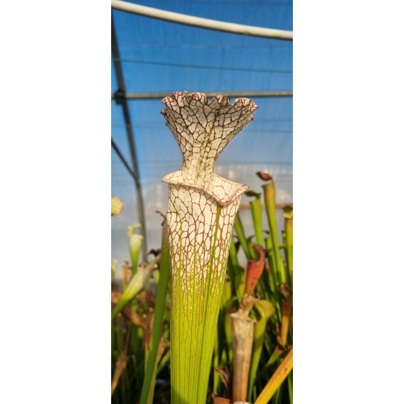 Plantes carnivores - Sarracenia leucophylla