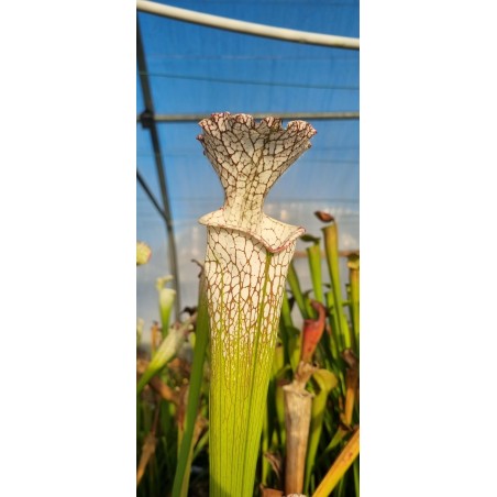 Plantes carnivores - Sarracenia leucophylla