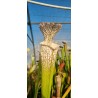 Plantes carnivores - Sarracenia leucophylla