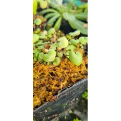 Plantes carnivores - Utricularia geminiloba