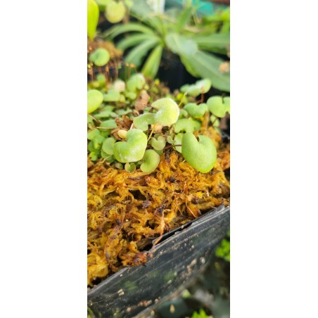 Plantes carnivores - Utricularia geminiloba