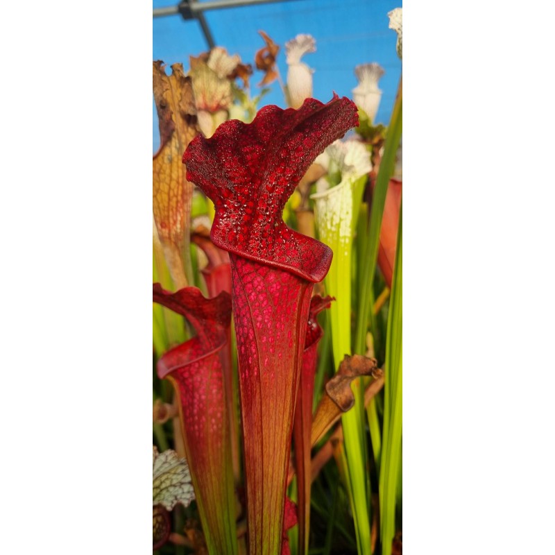 Plantes carnivores - SX017 - SJ Sarracenia leuco 'bonbon' x brook's hybrid