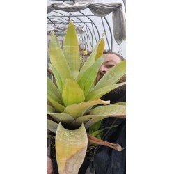 Plantes carnivores - Brocchinia tatei