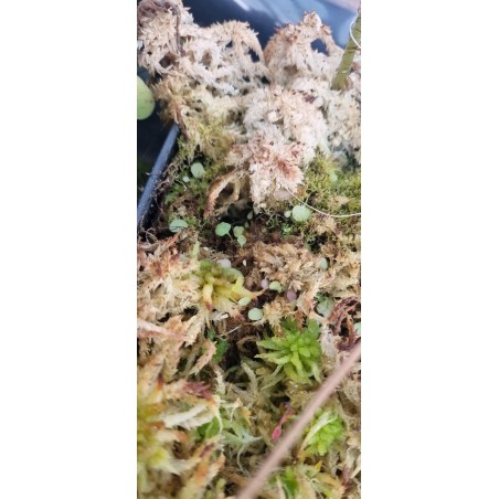 Plantes carnivores - Utricularia tricolor