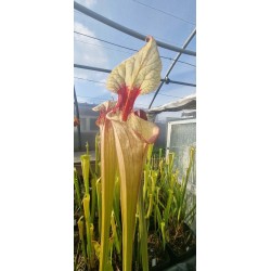 Plantes carnivores - Sarracenia 'atlas5'