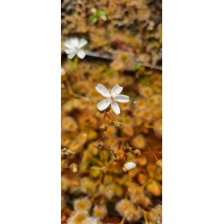Drosera rupicola