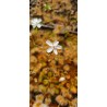 Drosera rupicola