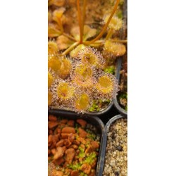 Drosera rupicola