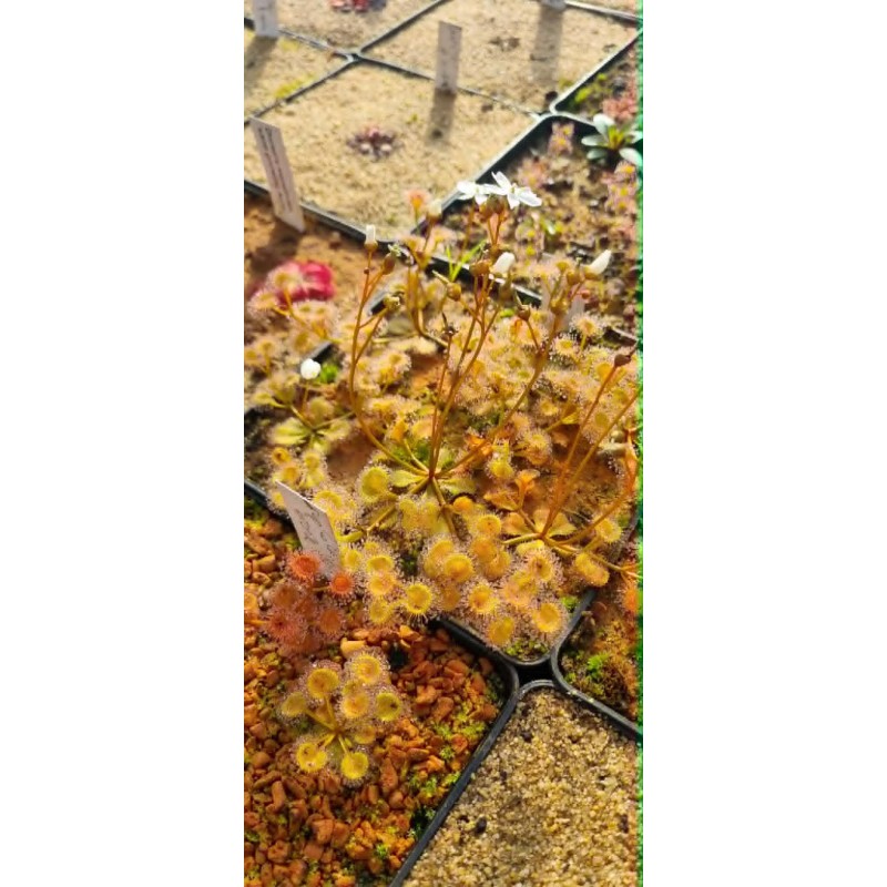 Drosera rupicola