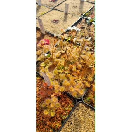 Drosera rupicola
