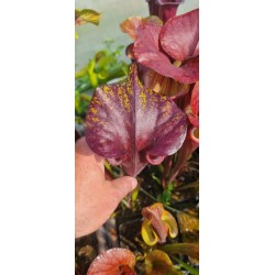 Plantes carnivores - Sarracenia flava var. rubricorpora 'dark 3 x dark 2, Liberty Co, Fl' Mike Wang