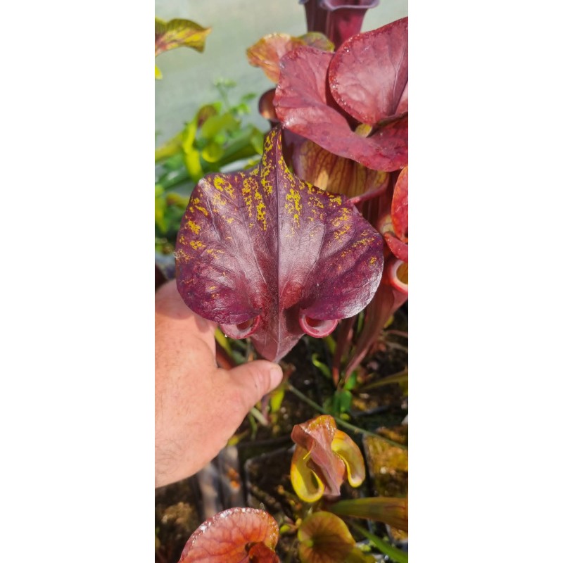 Plantes carnivores - Sarracenia flava var. rubricorpora 'dark 3 x dark 2, Liberty Co, Fl' Mike Wang